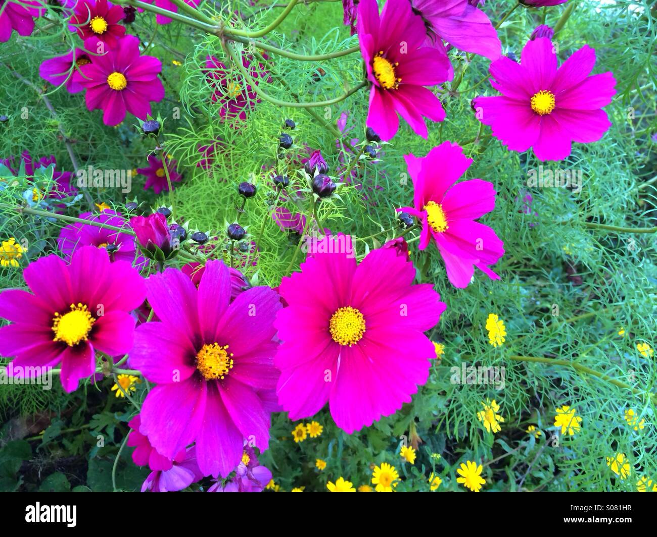 Rosa Cosmos Blumen Stockfoto