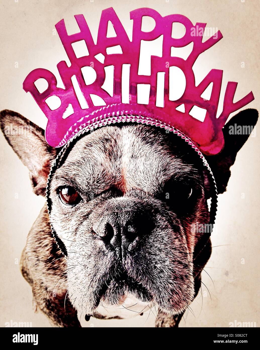 Ein mürrischer französische Bulldogge trägt eine Tiara alles Gute zum Geburtstag. Stockfoto