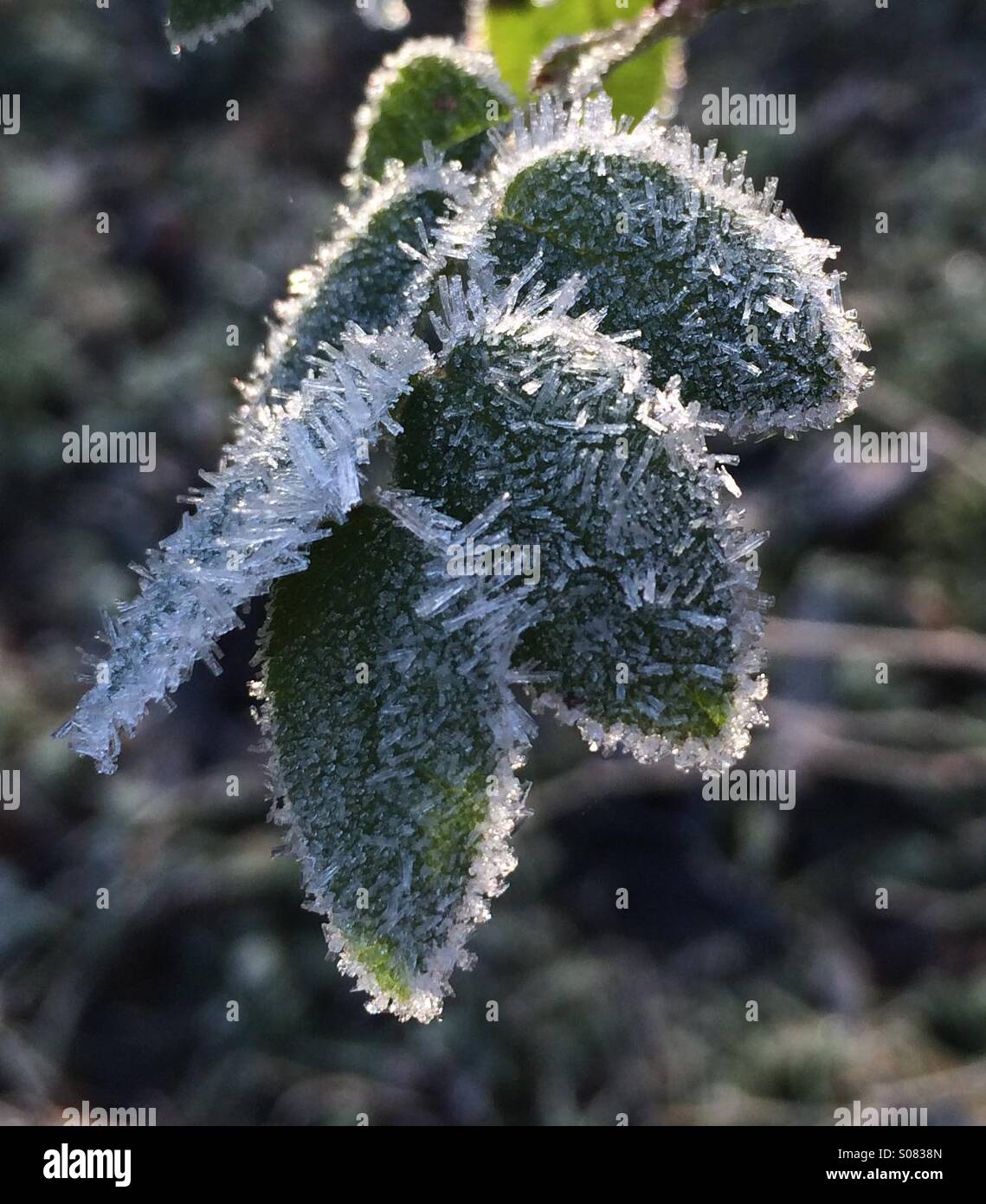 Frostige Blätter Stockfoto