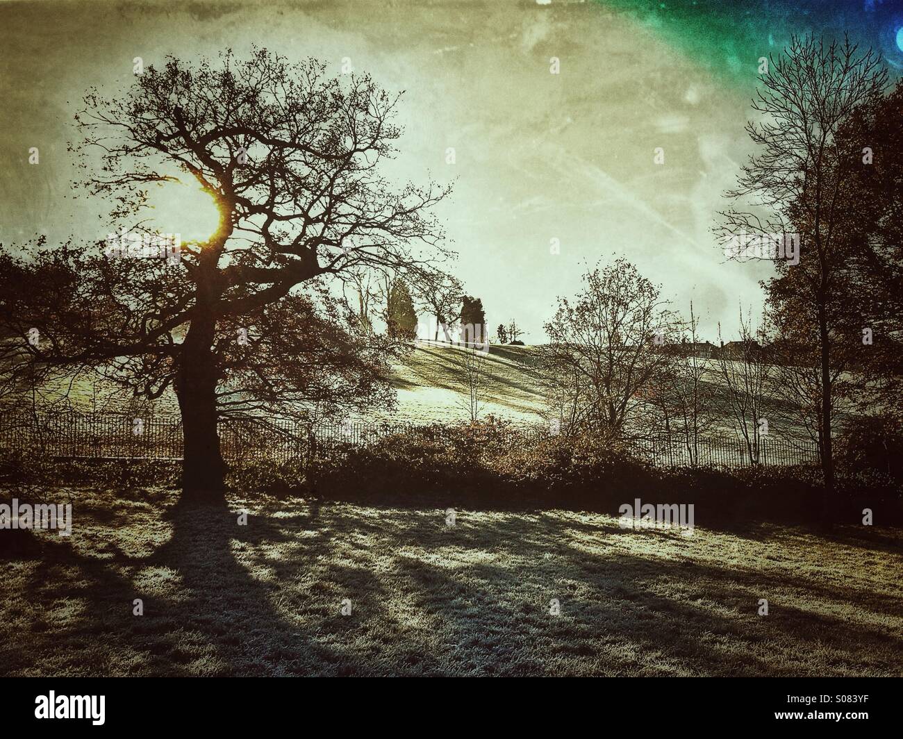 Bäume in einem Park stark gefiltert Stockfoto