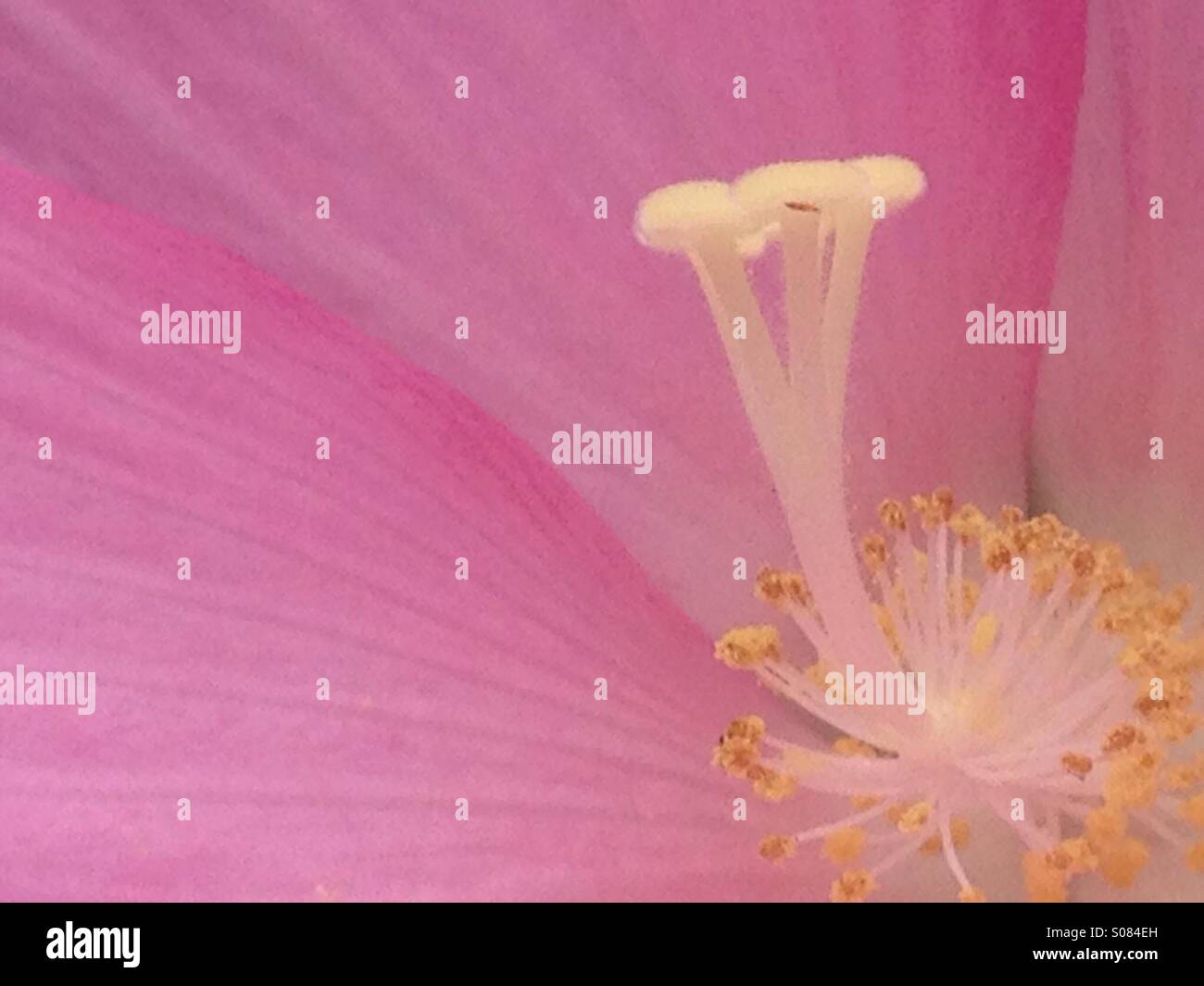 Rosa Blüten mit Staubgefäße und Stempel Stockfoto