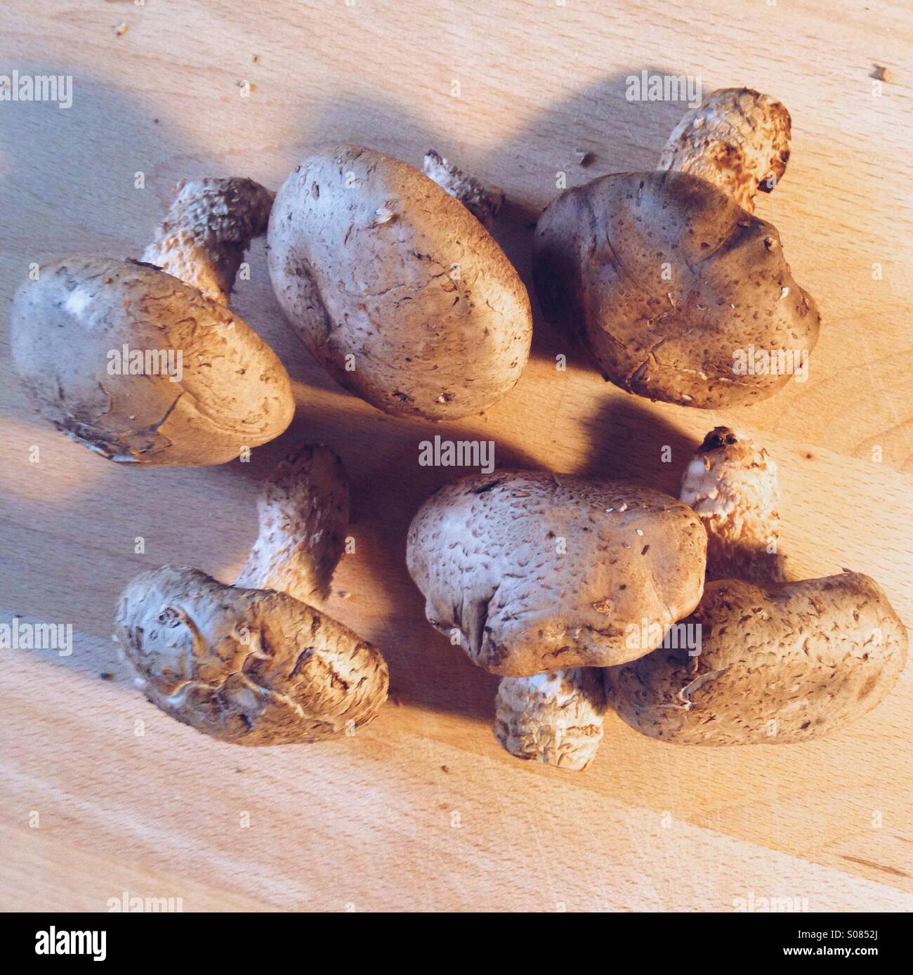 Shiitake-Pilze auf einem Holzbrett Stockfoto