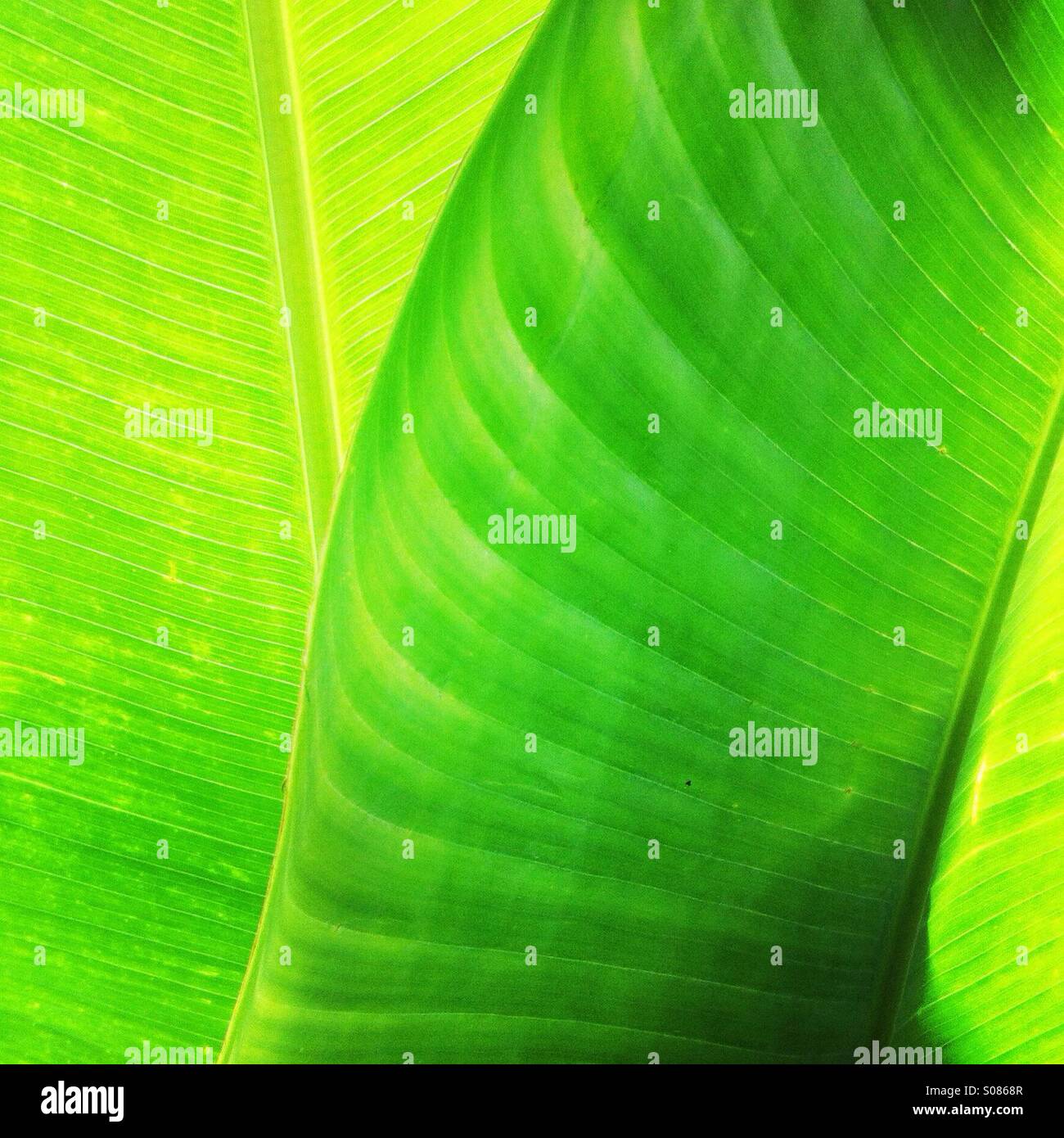 Unterseite eines grünen Blätter in Princeville Kauai, Hawaii, USA. Stockfoto