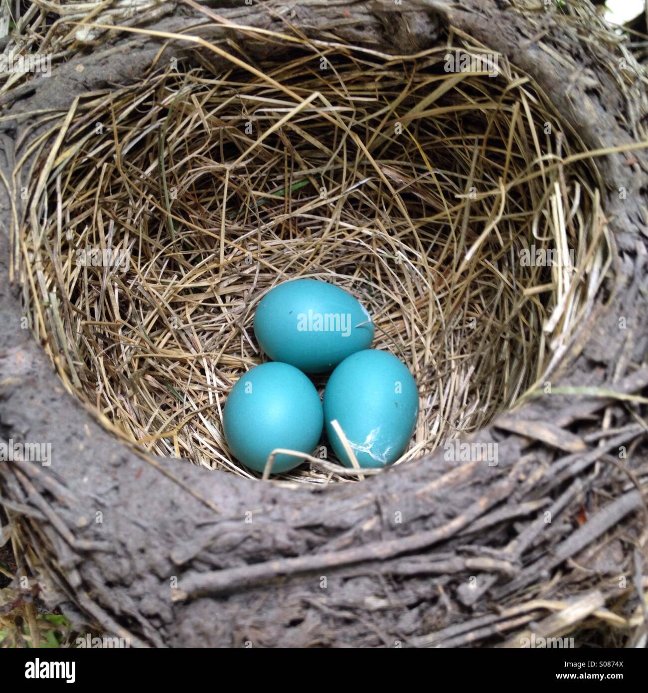 Robins nest Stockfoto
