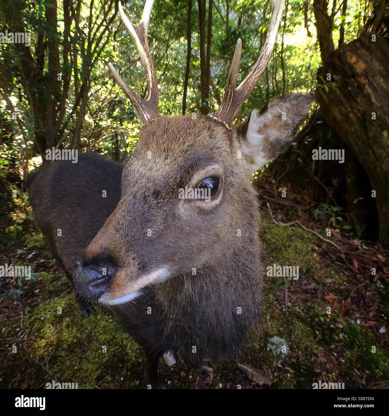 Yakushima Sika Rotwild (Cervus Nippon Yakushimae) männlich, Yakushima Nationalpark, Welterbe, Insel Yakushima, Japan - Smartphone-aufgenommenes Stockfoto