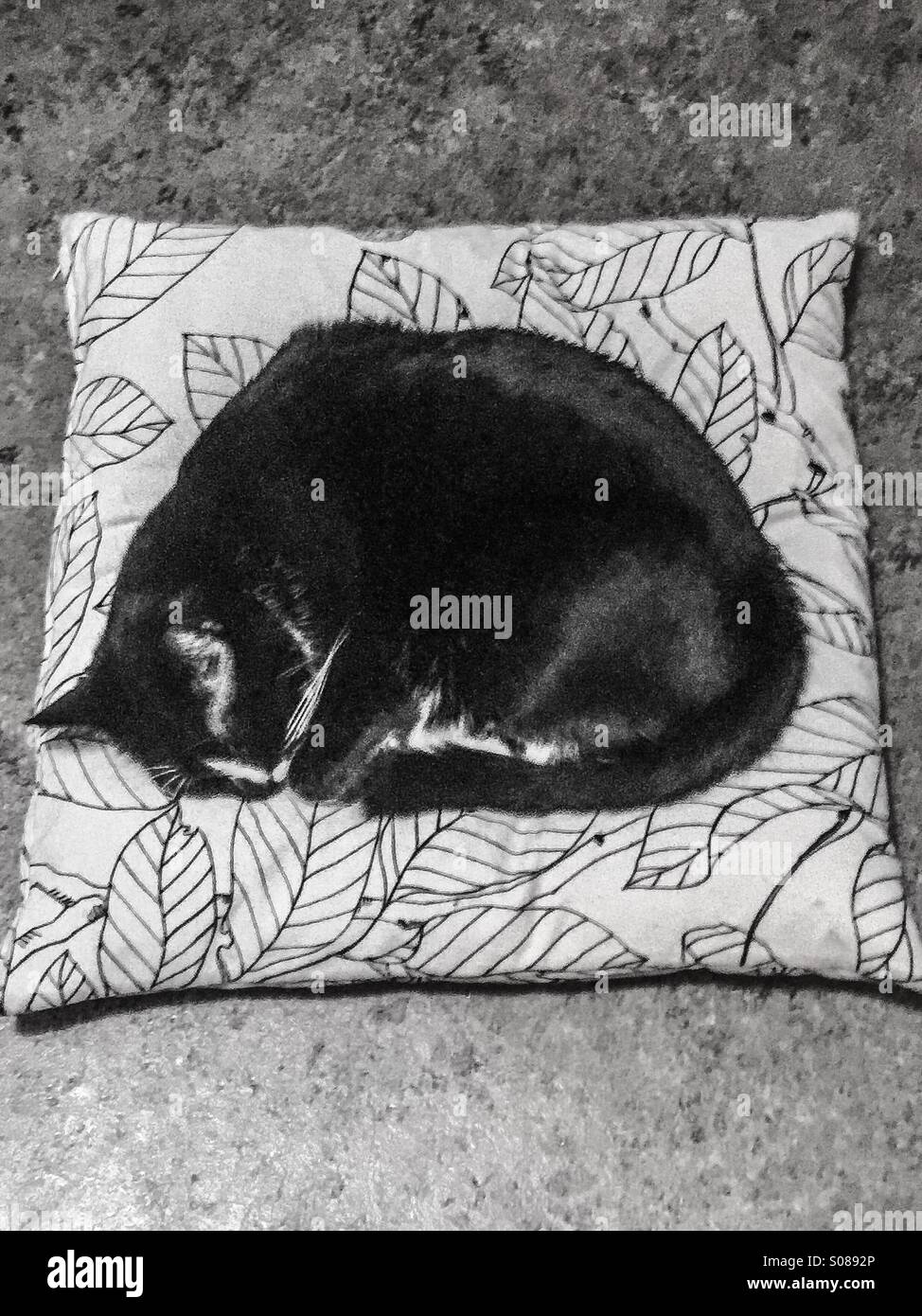 Katze auf kissen Fotos und Bildmaterial in hoher Auflösung Alamy