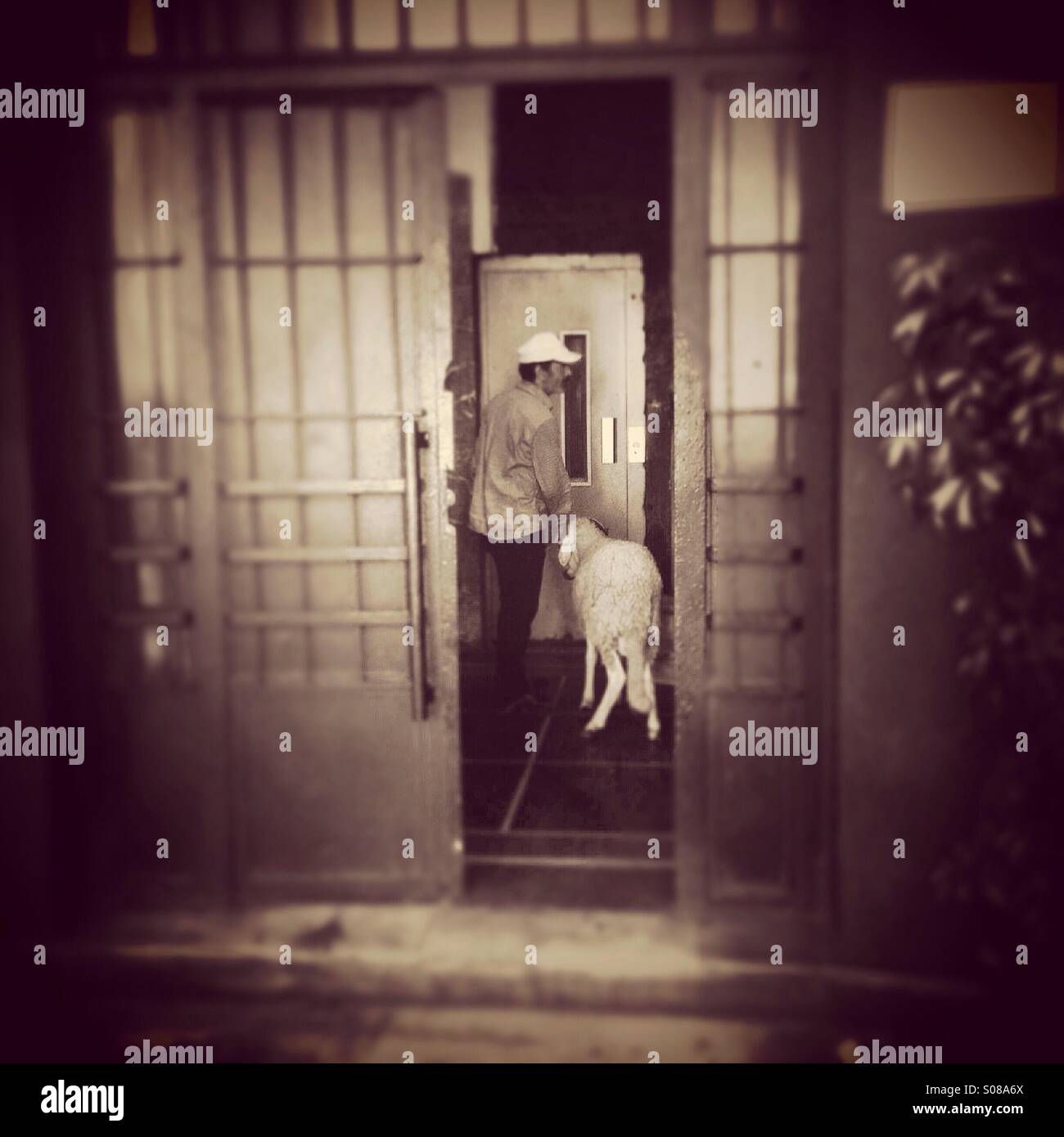 Mensch und Schaf in Wohnblock - Smartphone-aufgenommenes Stockfoto