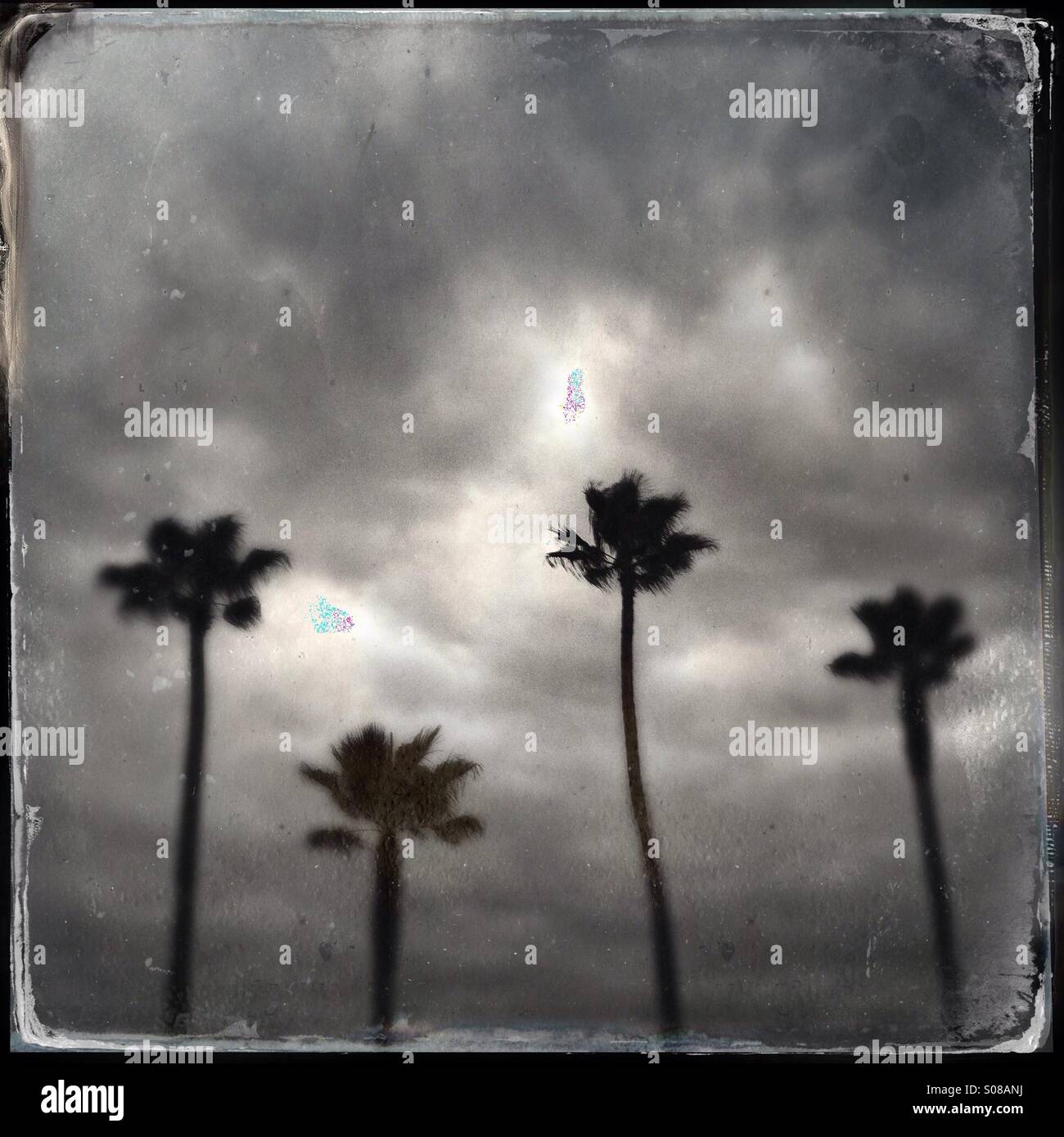Eine abstrakte Schwarzweißfotos von Palmen. Manhattan Beach Kalifornien USA. Stockfoto