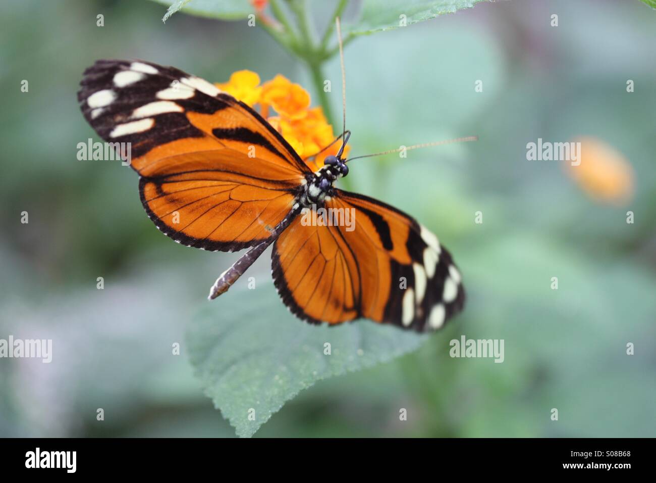 Schöner Schmetterling hautnah Stockfoto