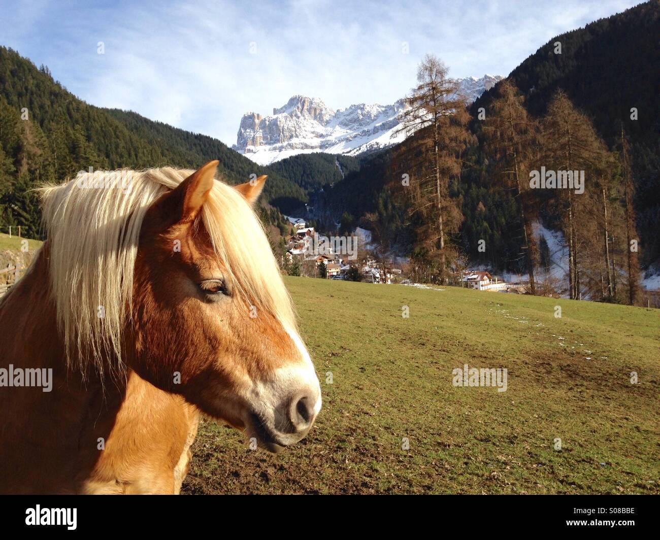 Schönes Pferd mit Dolomiten hinter Stockfoto