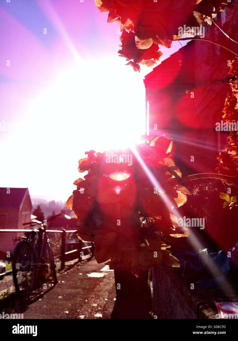 Pflanzen Sie in der Morgensonne Stockfoto