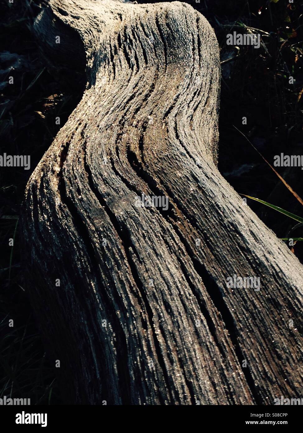 Winter-log - Smartphone-aufgenommenes Stockfoto