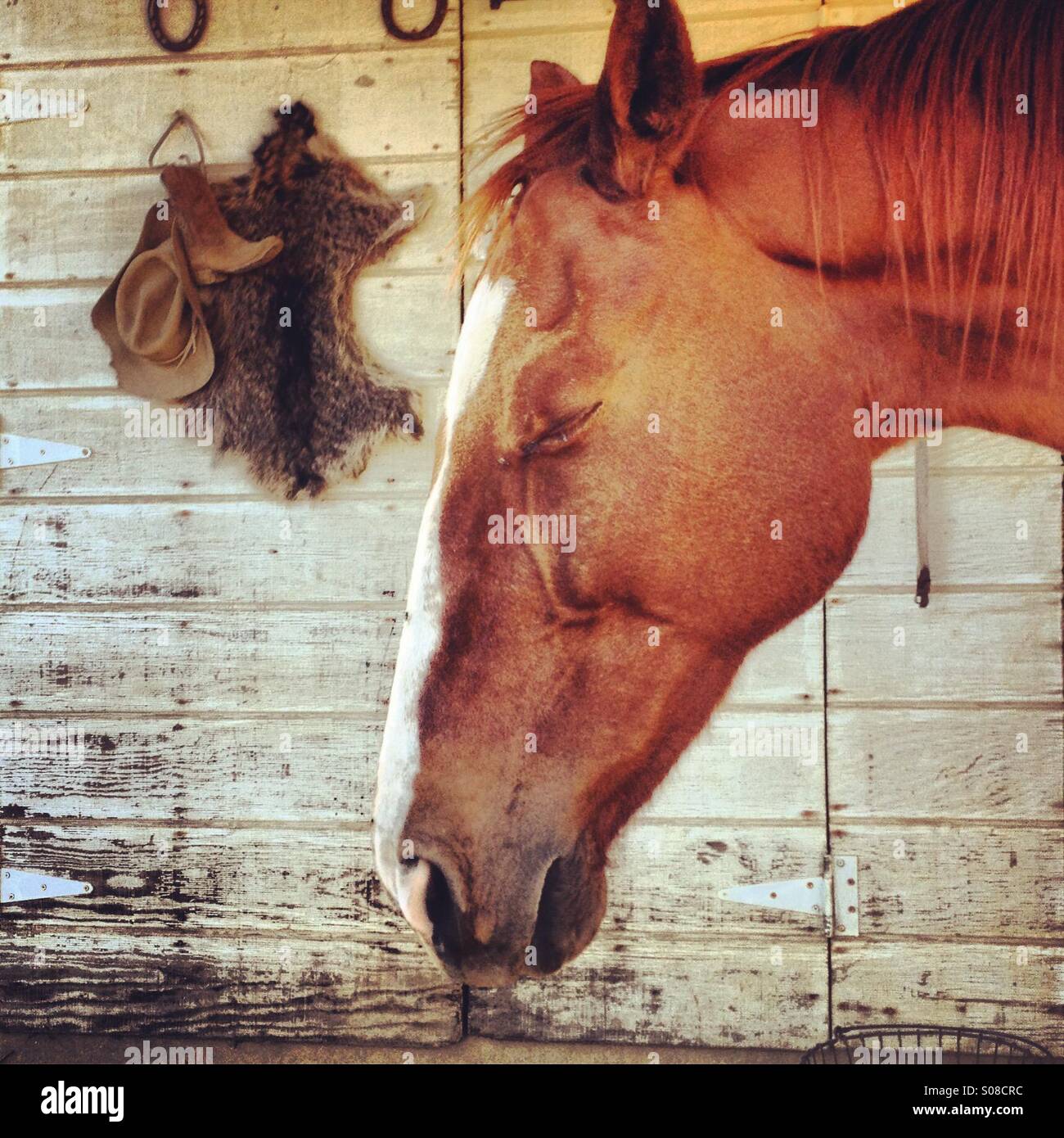 Pferd mit Augen geschlossen, in der Sonne aalen. Stockfoto