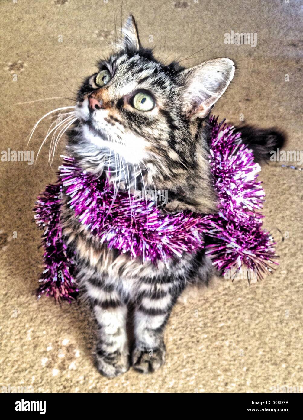 Katze mit Lametta Kragen - Smartphone-aufgenommenes Stockfoto