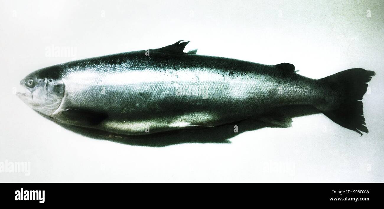 Großen ganzen Lachs fischen - Smartphone-aufgenommenes Stockfoto