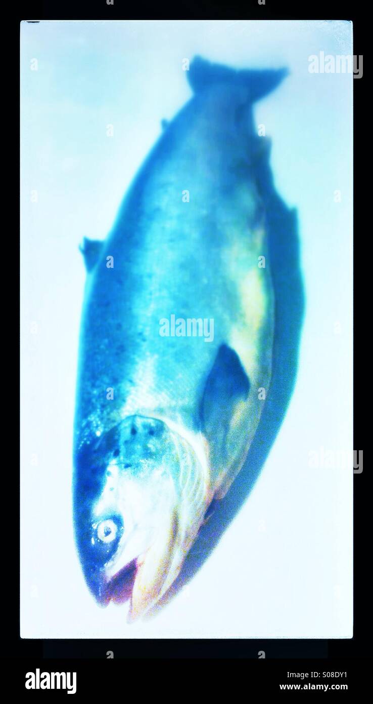 Ganzen Lachs Fisch - Smartphone-aufgenommenes Stockfoto