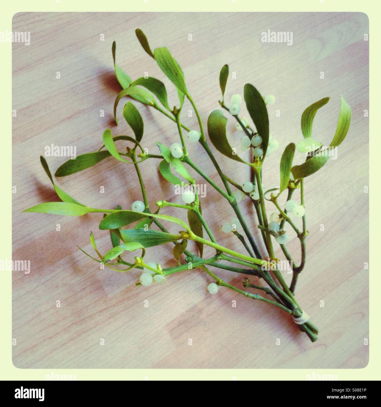 Mistelbündel mit grünen Blättern und weißen Beeren für festliche Dekoration und Traditionen - Smartphone-aufgenommenes Stockfoto