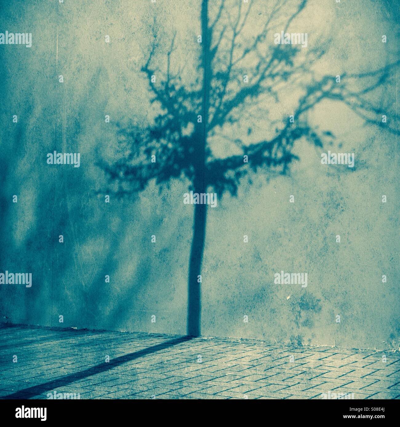 Baumschatten auf einer Betonwand - minimale Bäume Wandschatten Stockfoto