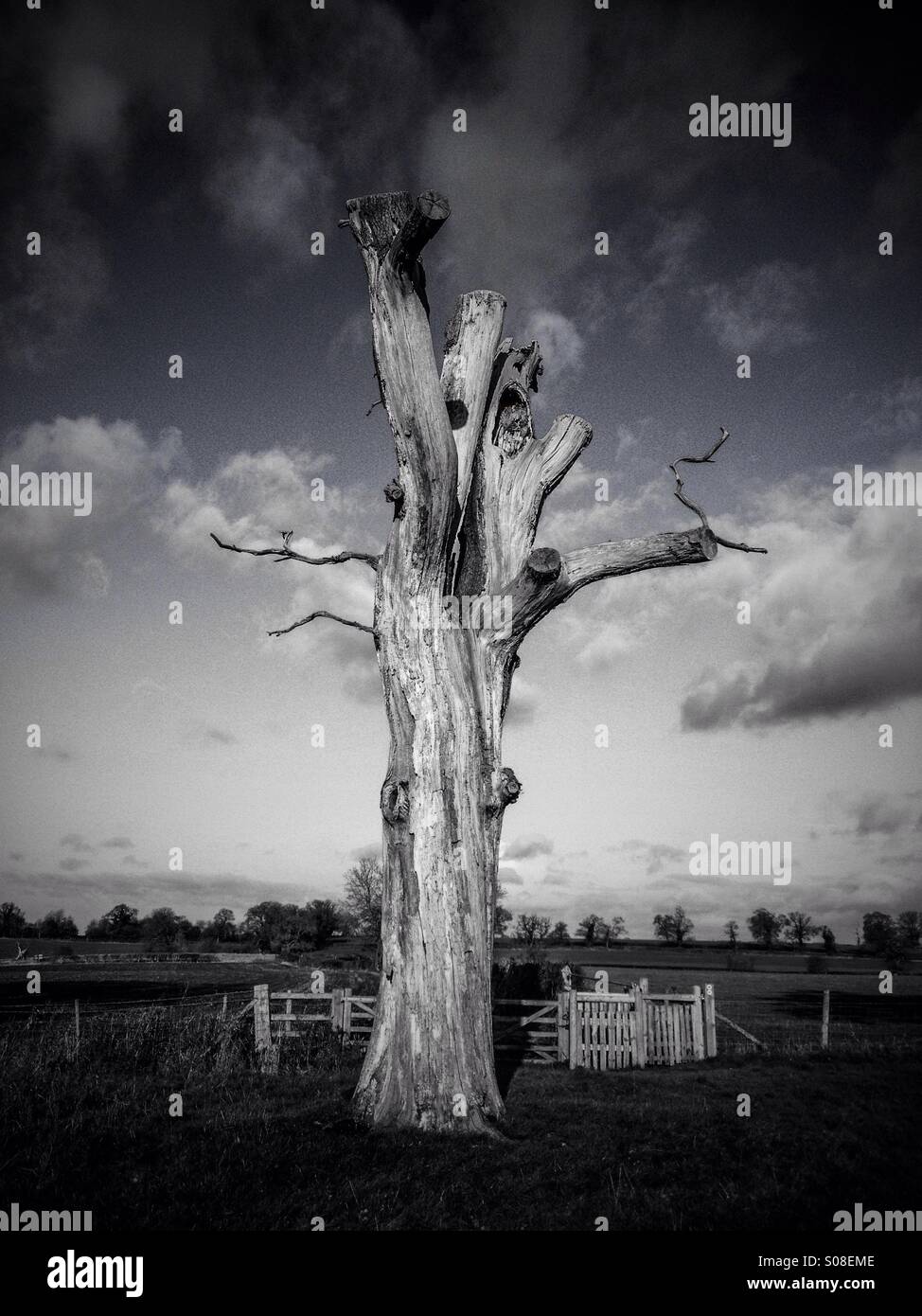 Alten abgestorbenen Baum in Monochrom - Smartphone-aufgenommenes Stockfoto