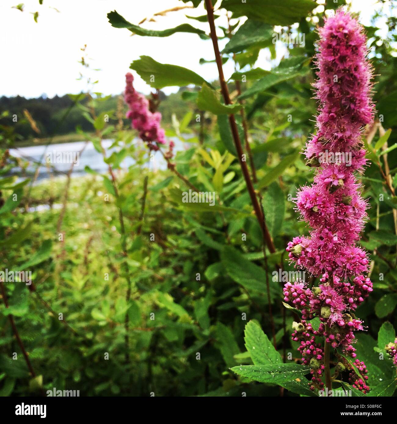 Lila Blumen Deer Lake Park, Burnaby, BC Stockfoto