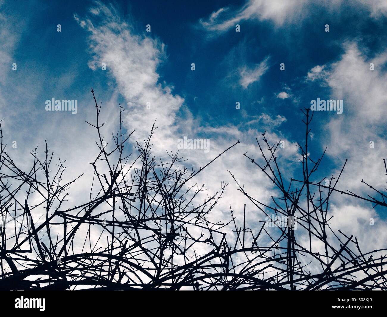 Zweige, vor blauem Himmel mit Wolken gestreift Stockfoto