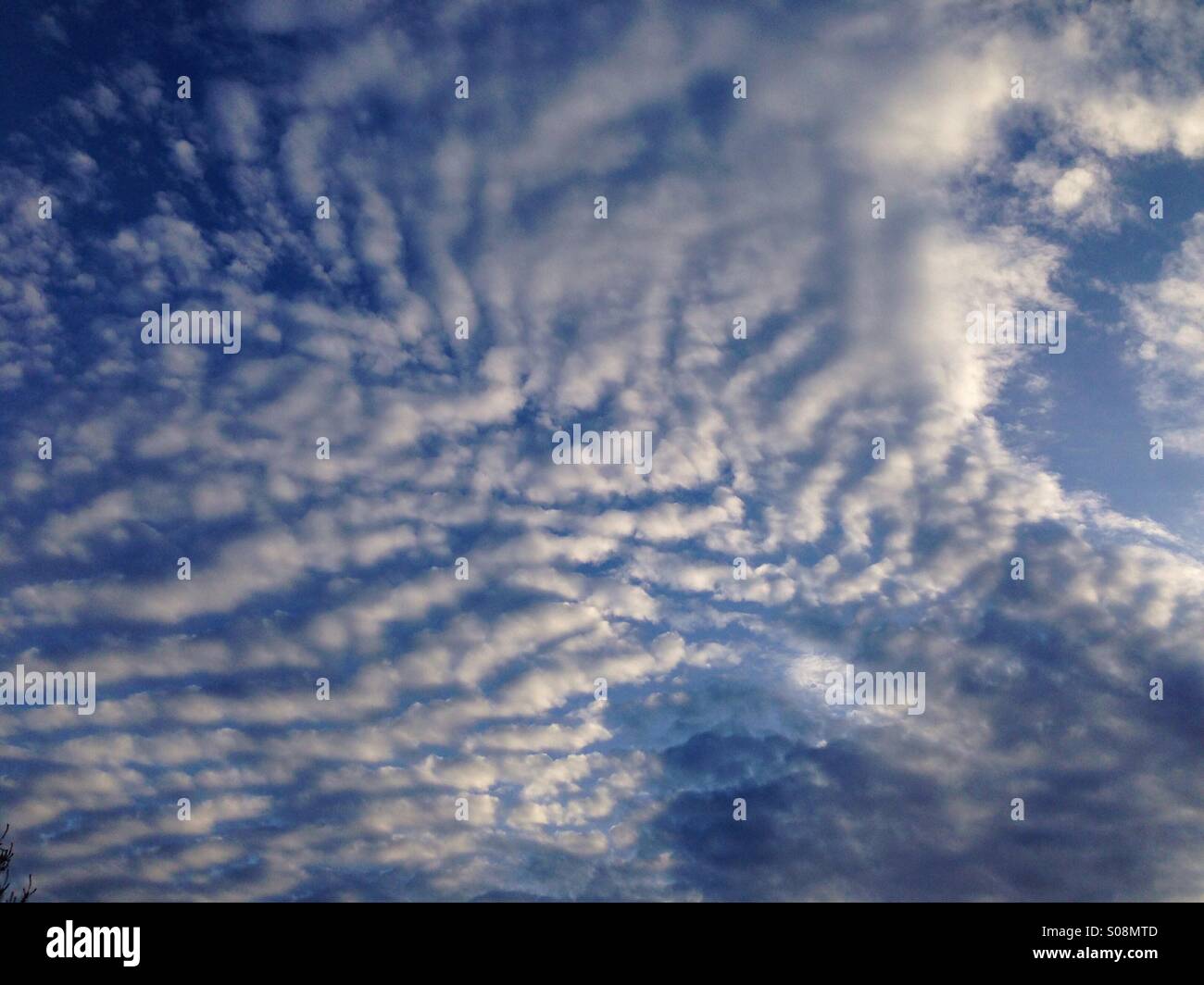 Makrele-Himmel Stockfoto