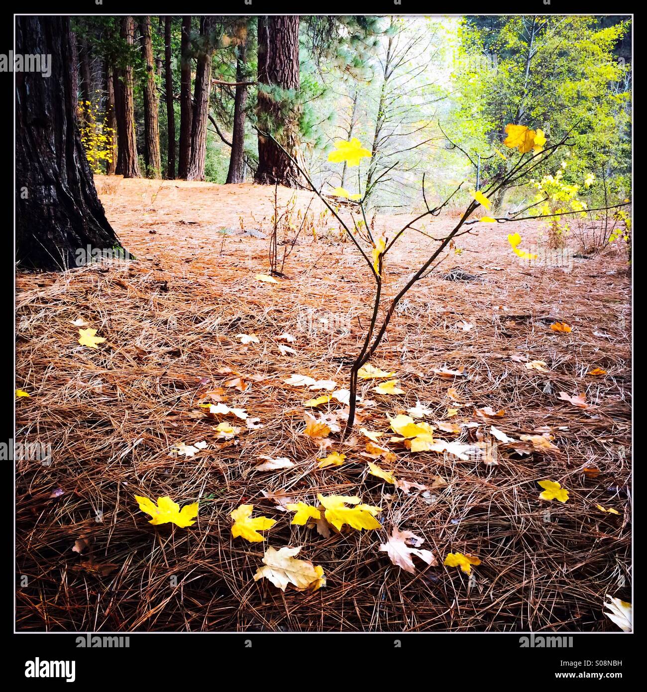 Ahorn-Blätter und ein kleiner Ahornbaum im Herbst. Yosemite Valley, Yosemite-Nationalpark, Mariposa County, Kalifornien, USA Stockfoto