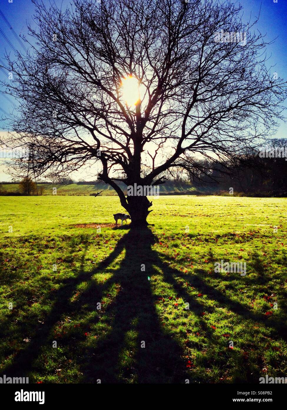 Baum im park - Smartphone-aufgenommenes Stockfoto