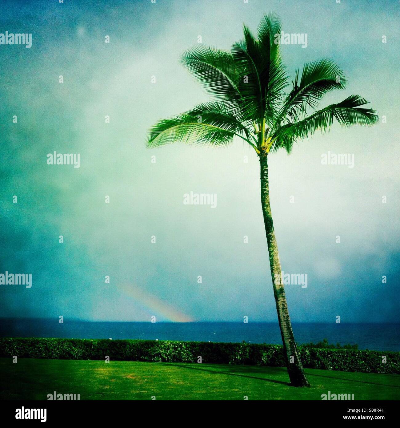 Eine Palme, Regenbogen und Wolken. Princeville, Kauai, Hawaii, Vereinigte Staaten. Stockfoto