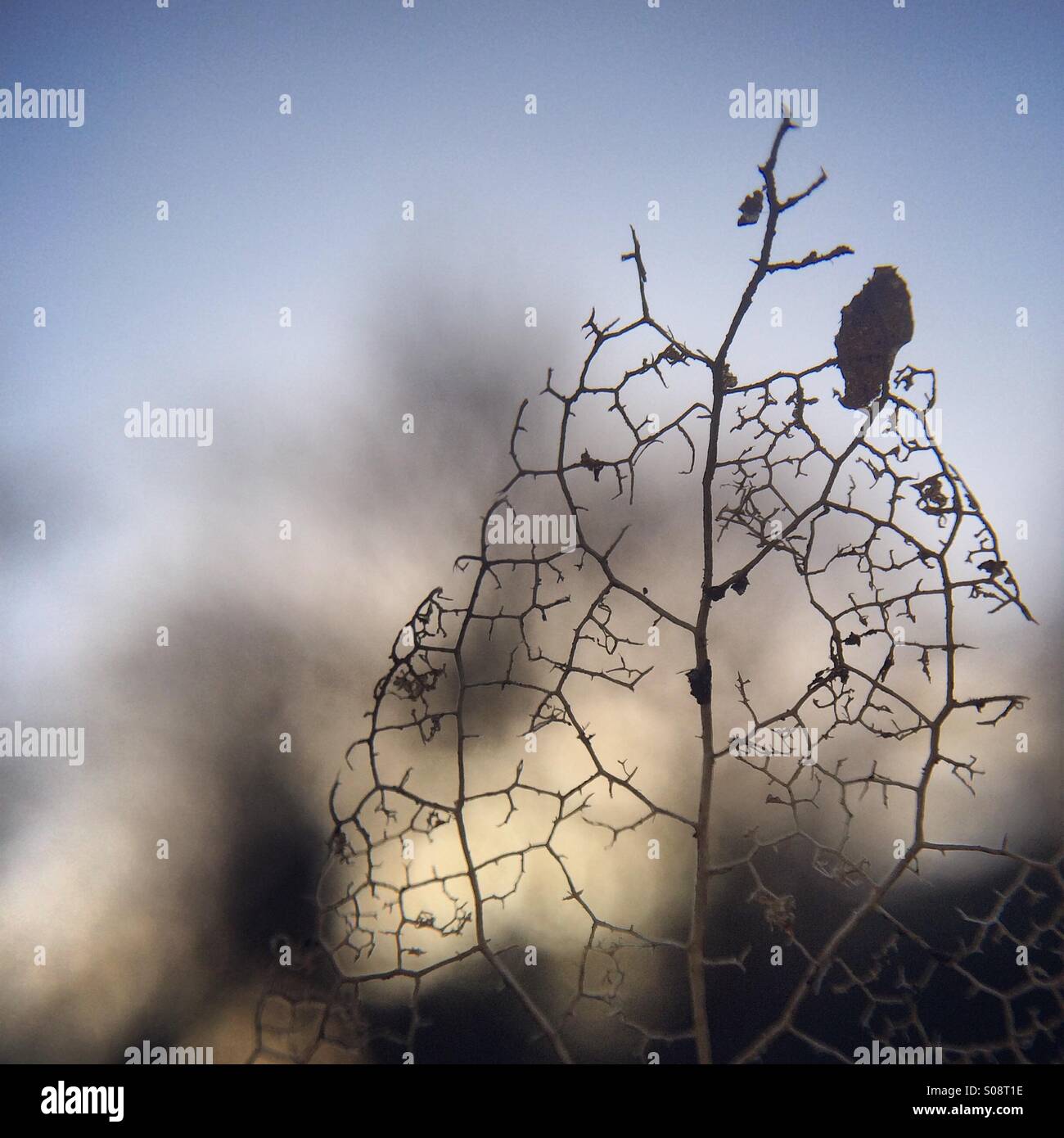 Blatt-Skelett Stockfoto