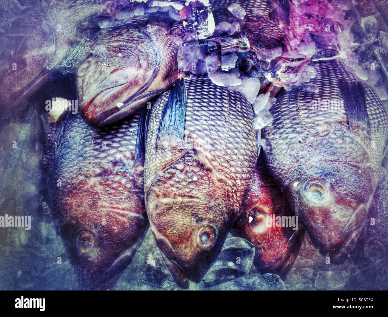Fisch zum Verkauf Stockfoto