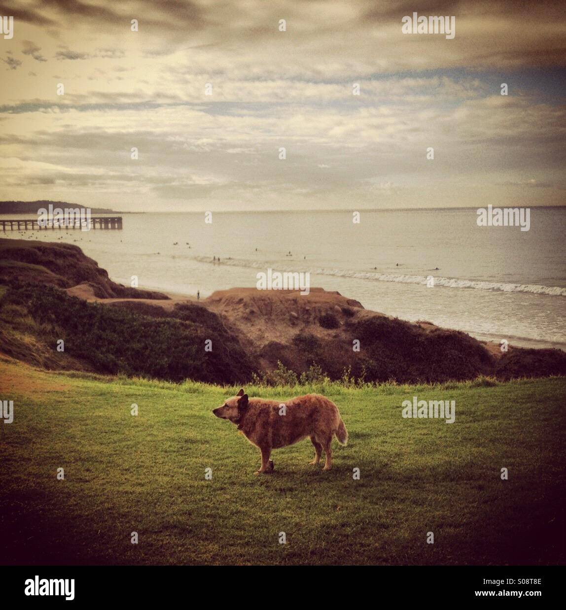 Australian Cattle Dog auf den Klippen in Palisades Park, San Diego. Stockfoto