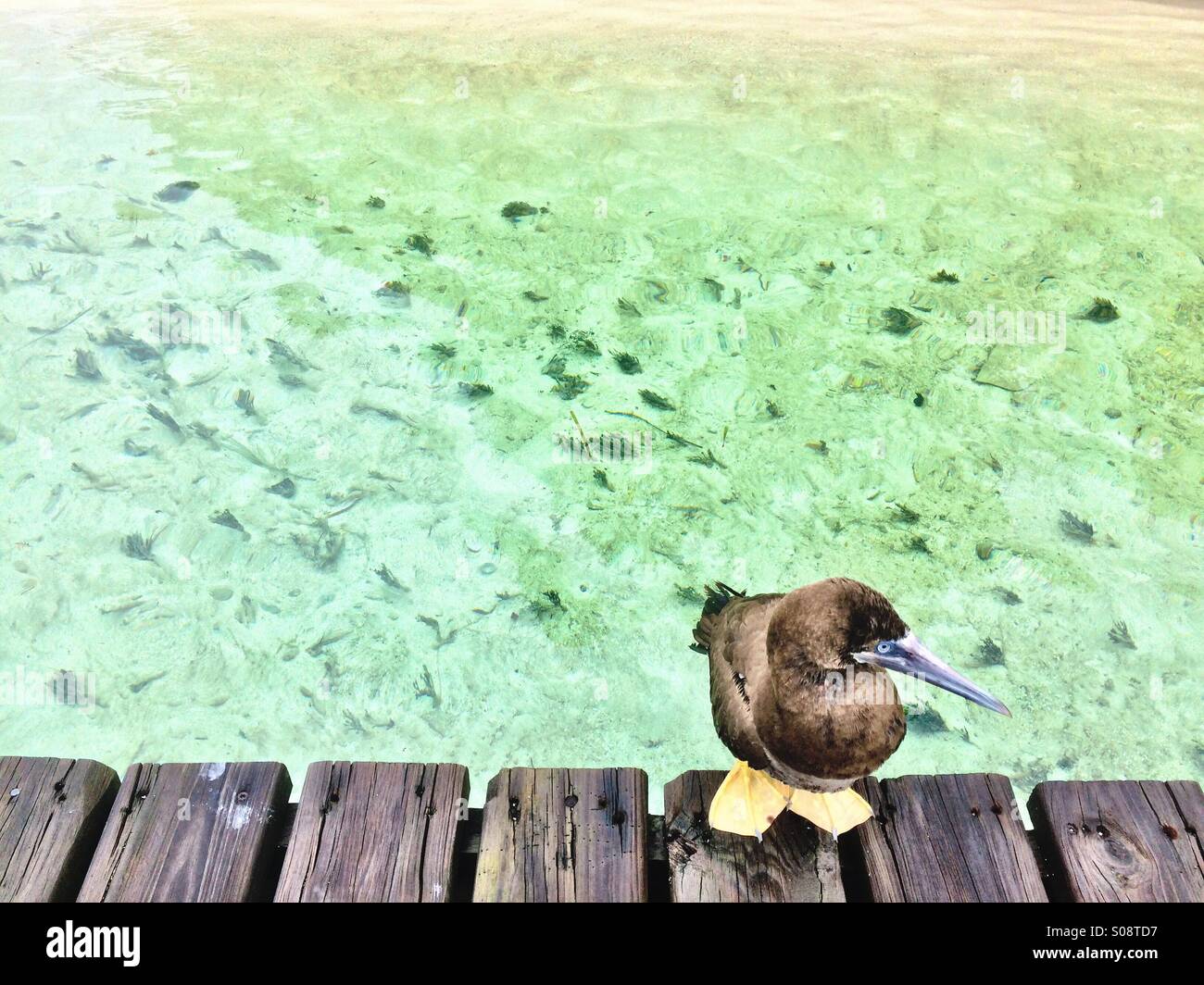 Walter Seevogel, Belize - Smartphone-aufgenommenes Stockfoto