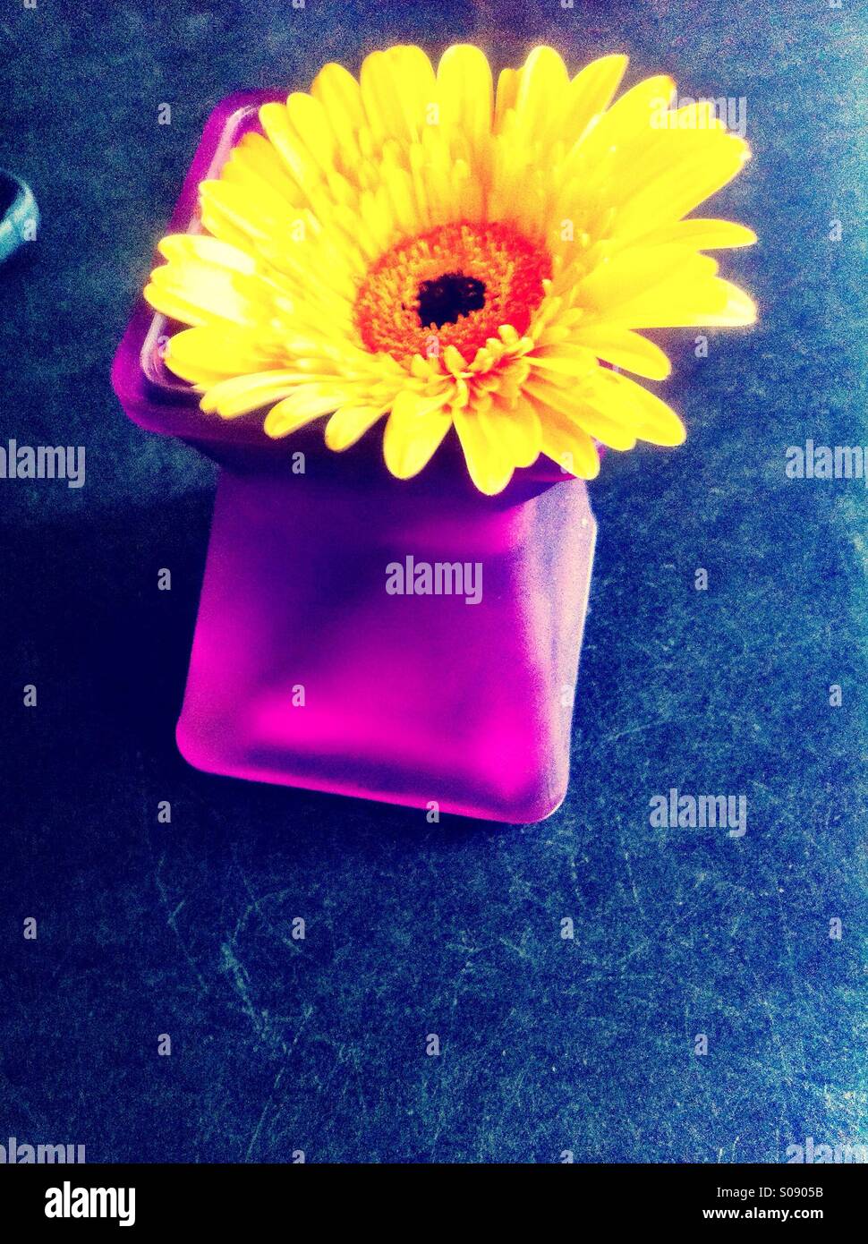 Blume in moderne vase Stockfoto