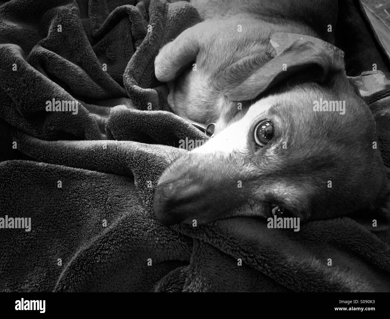 Dackel im Bett - Smartphone-aufgenommenes Stockfoto