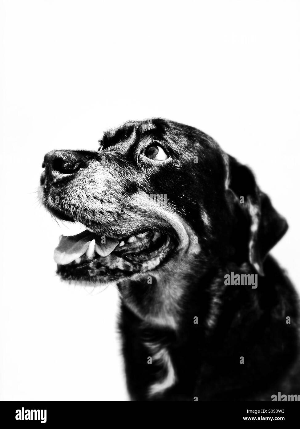 Porträt von einem glücklich lächelnde Rottweiler Stockfoto