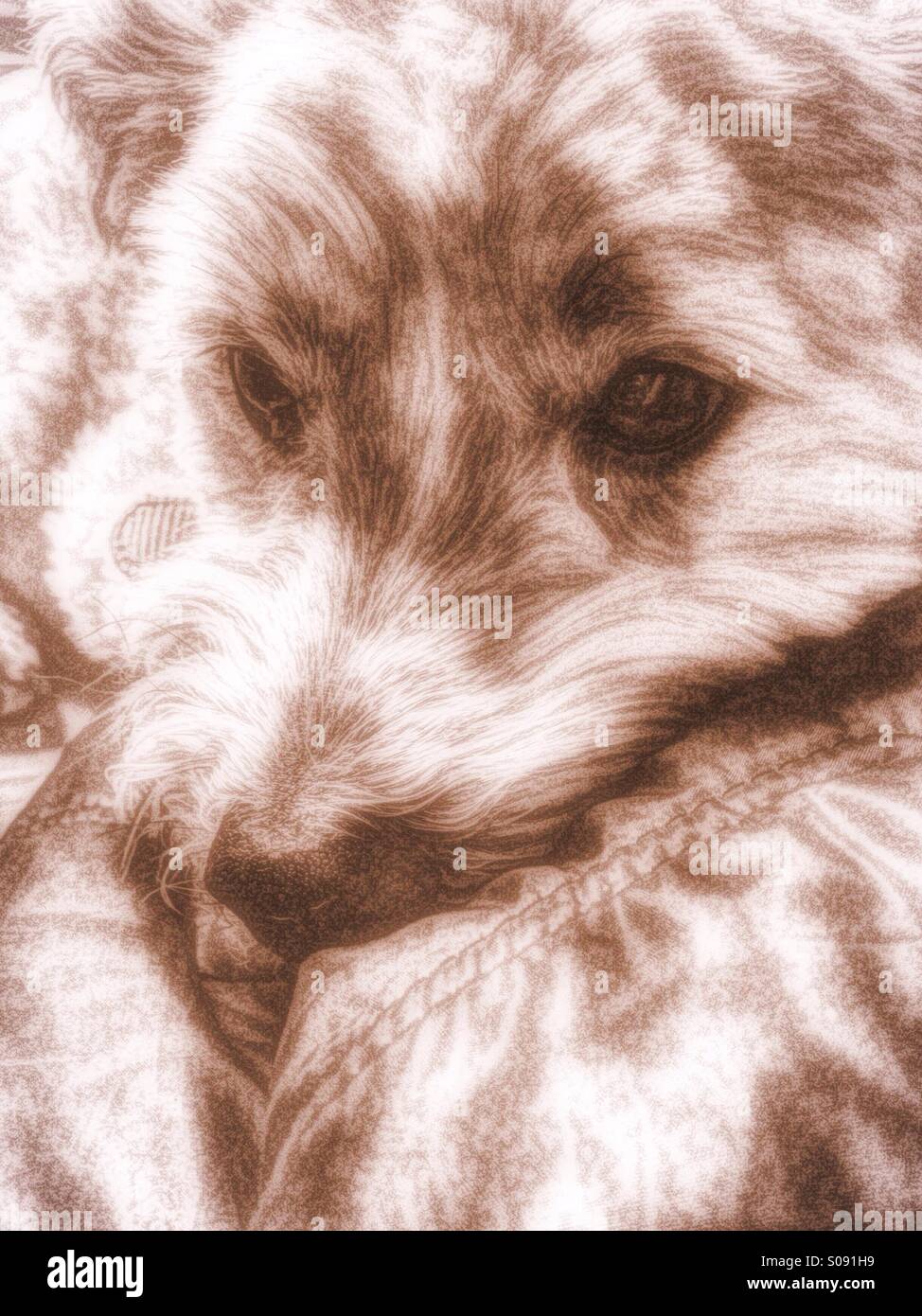 Ein Hund gestreichelt in eine Lederjacke (monochrom). - Smartphone-aufgenommenes Stockfoto