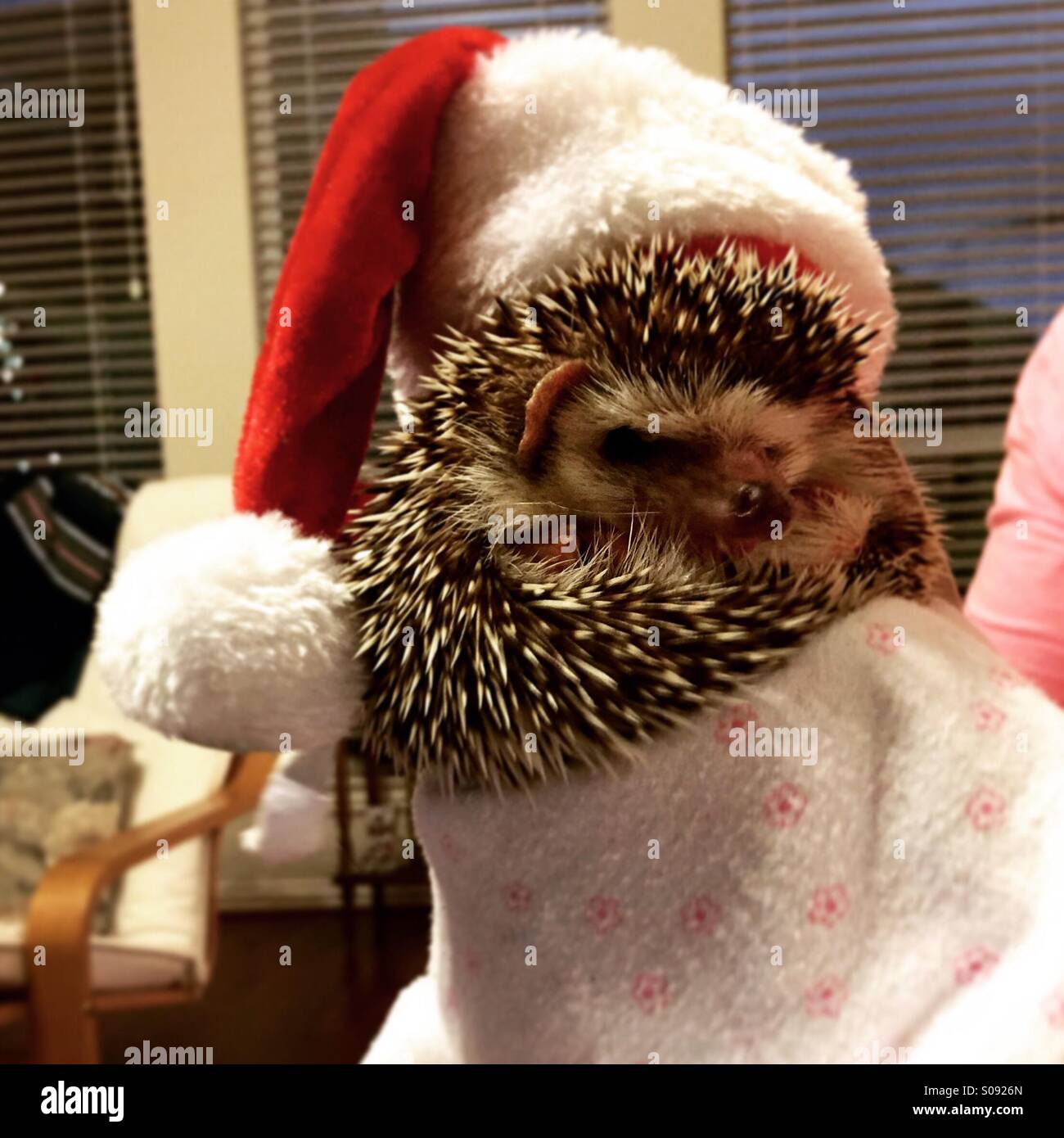 Igel tragen große Weihnachtsmütze - Smartphone-aufgenommenes Stockfoto