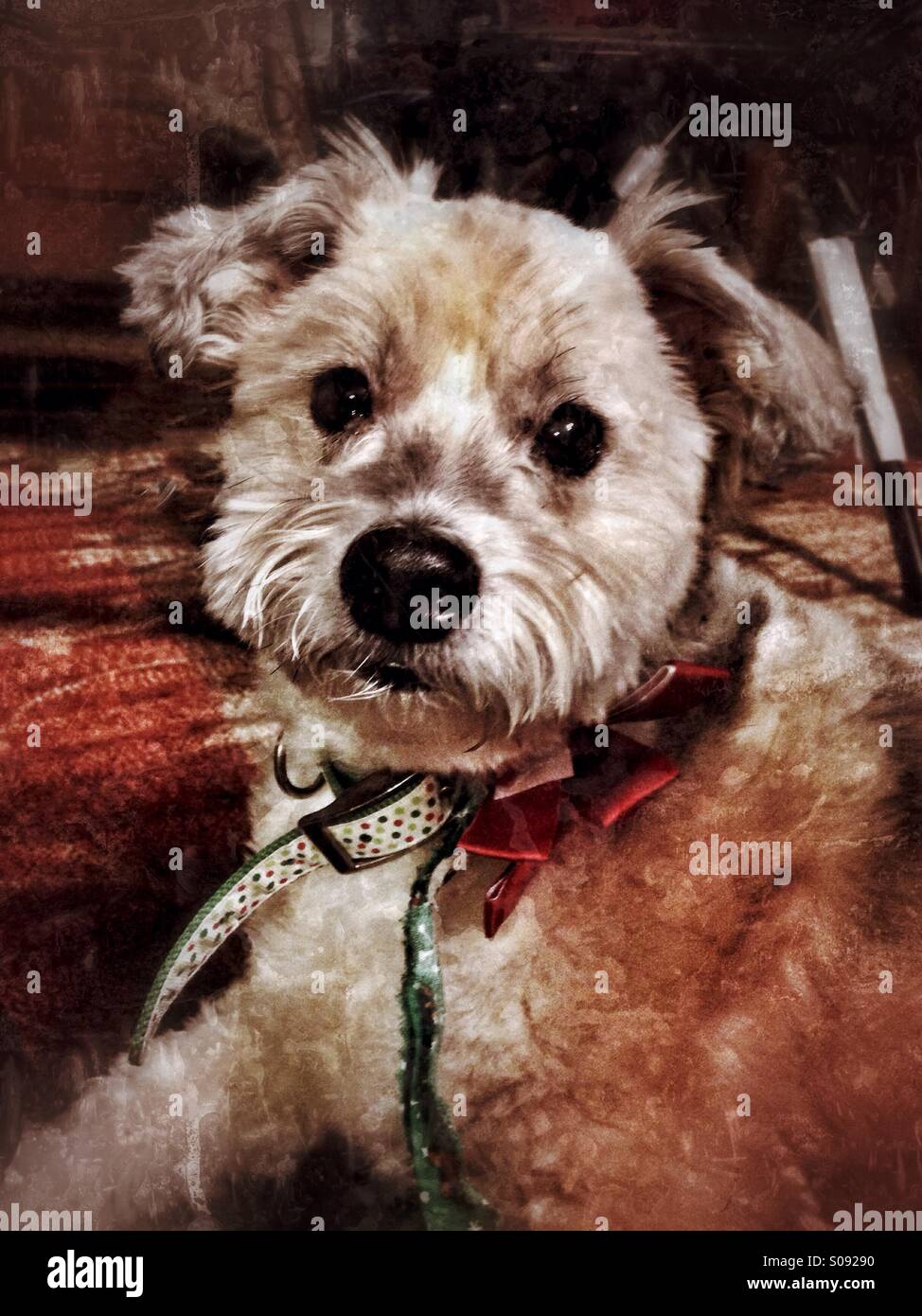 Sam der Hund in seinem Weihnachten Schal und jingle Bell. - Smartphone-aufgenommenes Stockfoto
