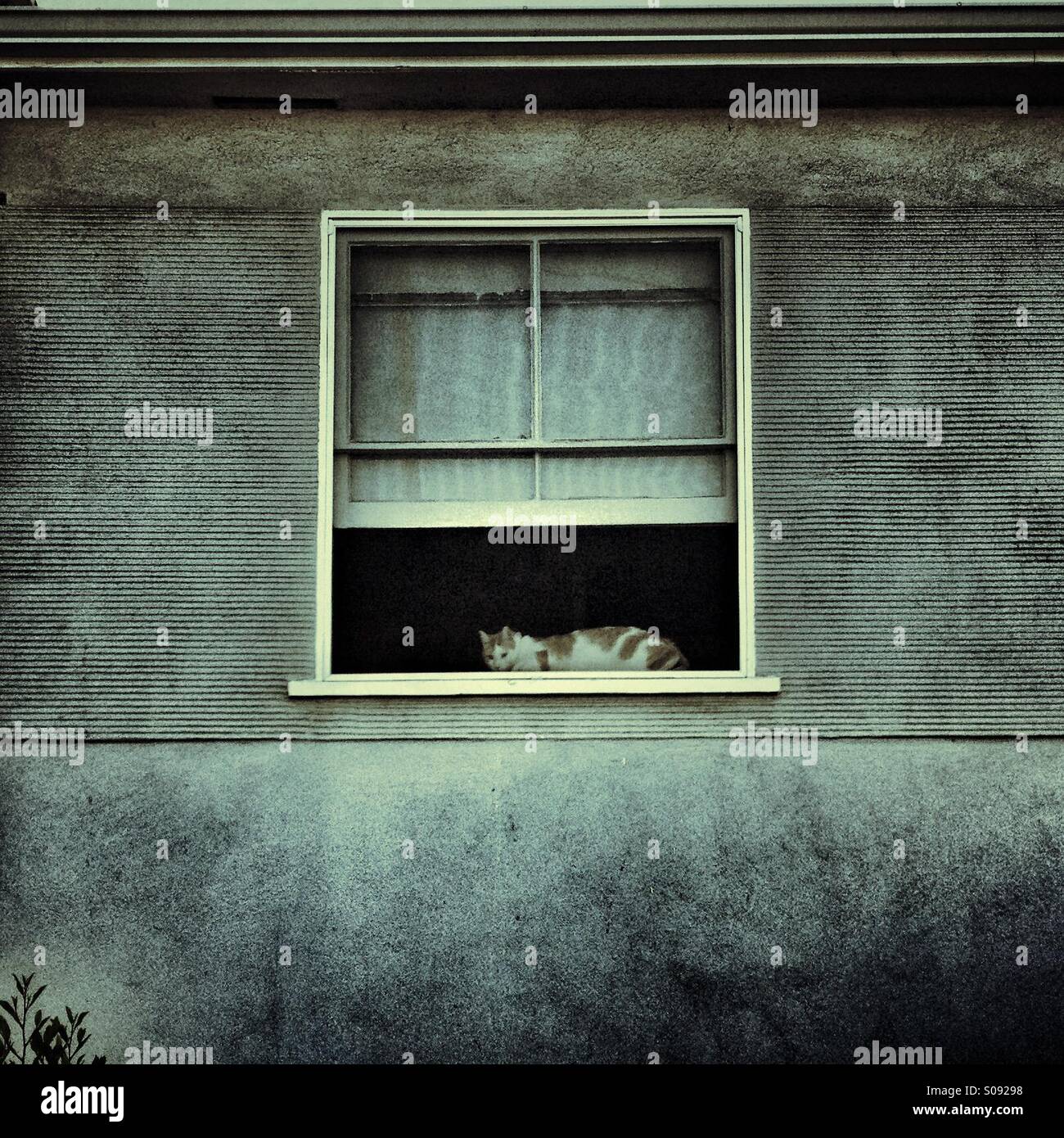 Katze im Fenster sitzen. Stockfoto