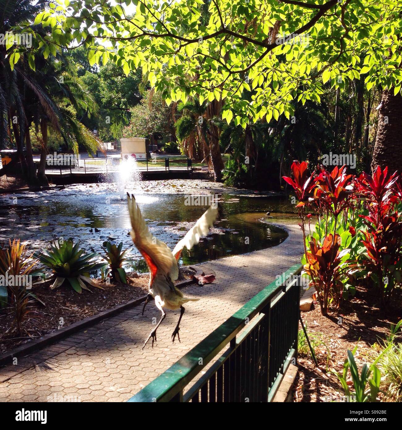 Ibis Stockfoto