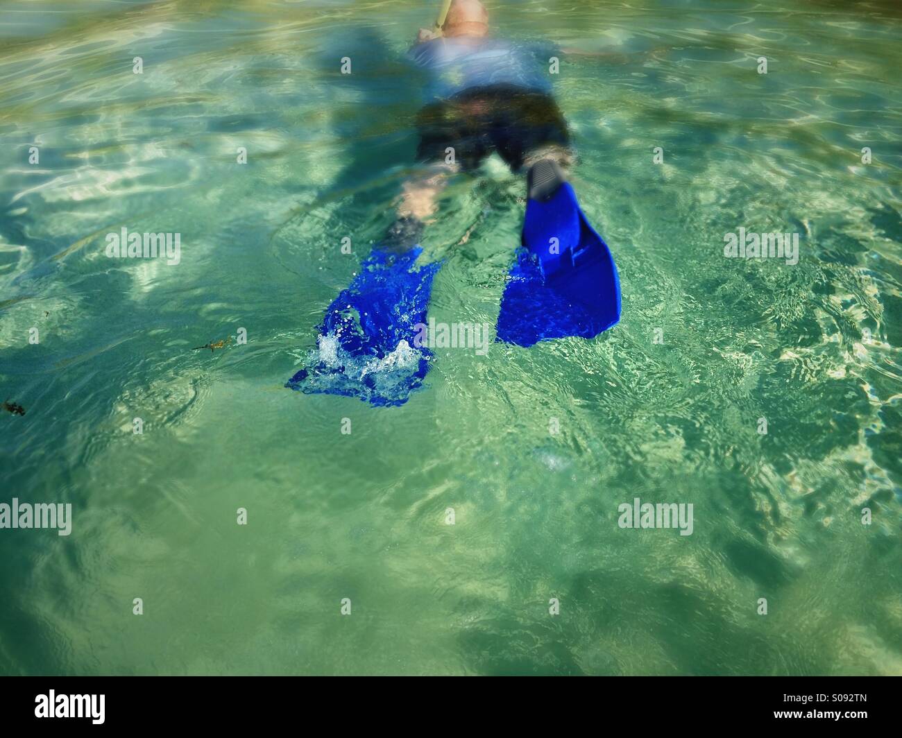 Schnorcheln in Belize, Süd Wasser Caye Stockfoto