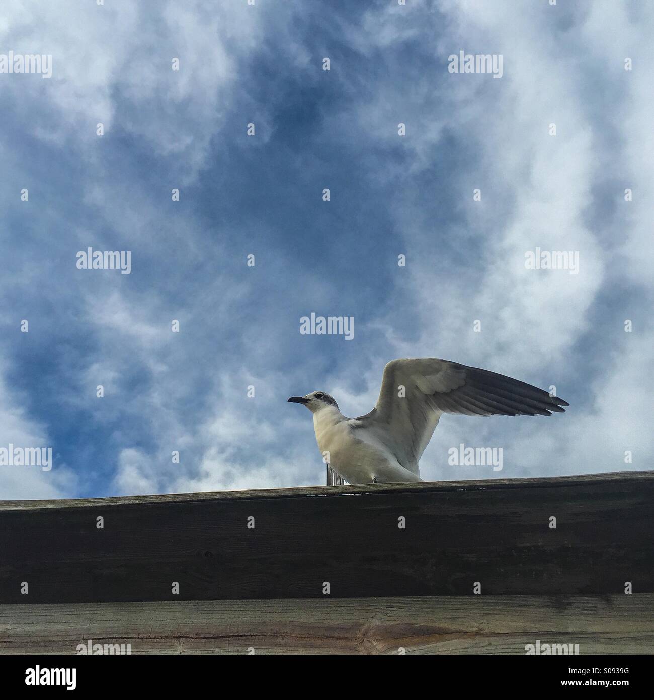 Möwe mit Flügel offen - Smartphone-aufgenommenes Stockfoto