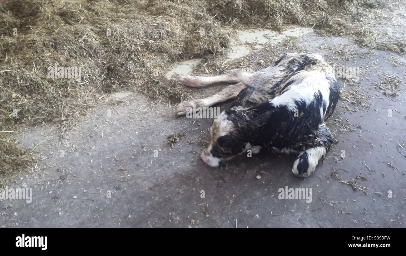 Neugeborenes Kalb liegt im Stroh, Kempen, Belgien - Smartphone-aufgenommenes Stockfoto