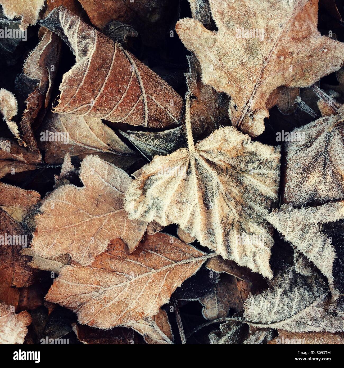 Frostigen Winter Blätter Stockfoto