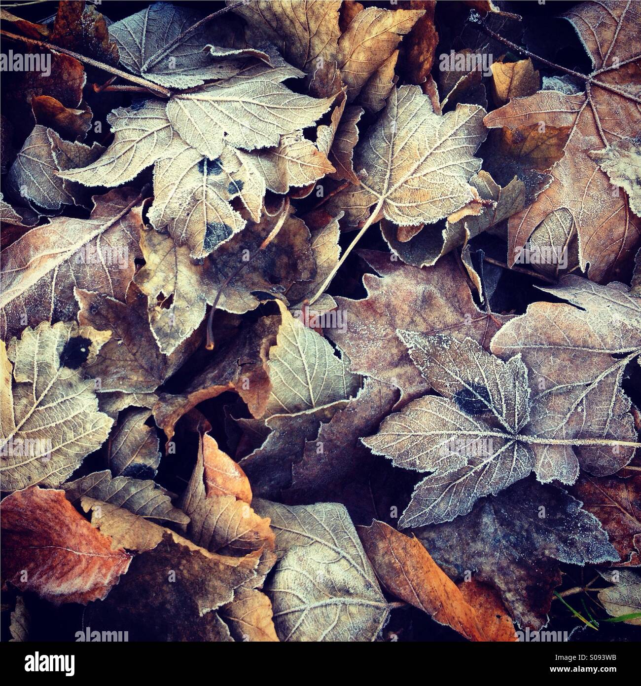 Frostigen Herbstlaub Stockfoto