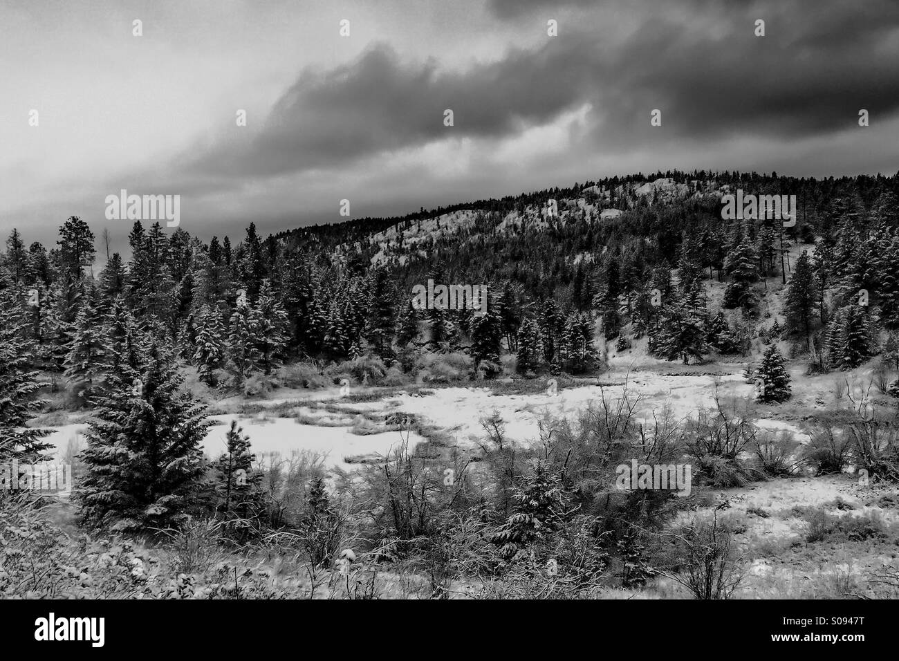 Winterlandschaft in schwarz und weiß. Der Boden und die Bäume in den immergrünen Wald sind in frischem Schnee bedeckt. Wolken Bewegung. Stockfoto
