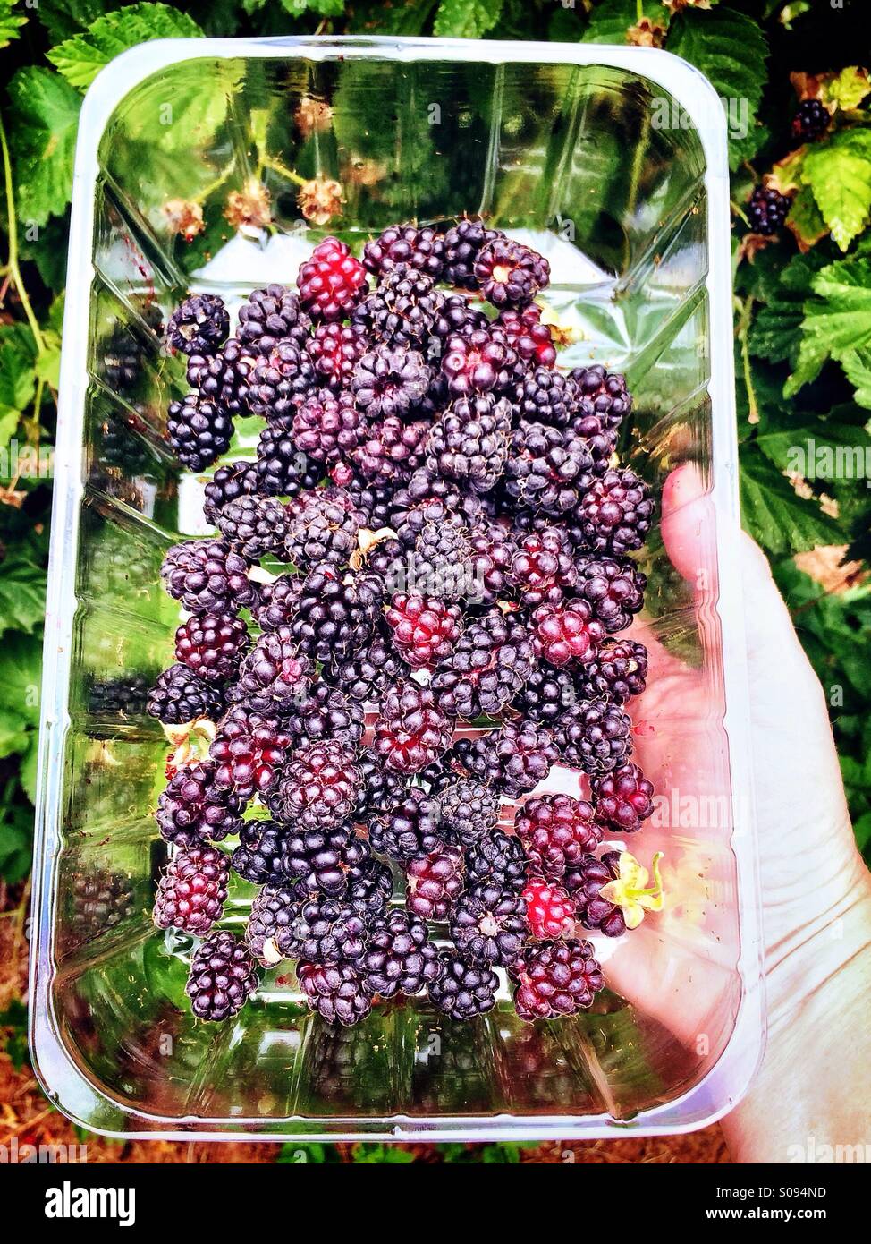 Hand, die Kunststoff-Box für die Kommissionierung boysenberries Stockfoto