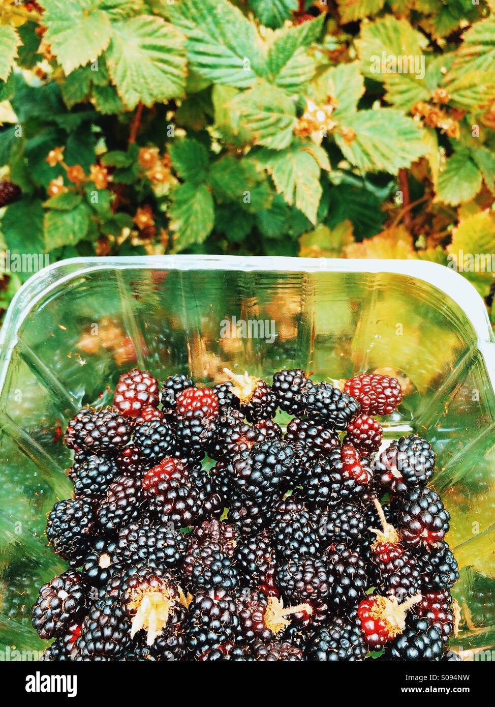 Kunststoff-Behälter mit frisch gepflückten Brombeeren Stockfoto