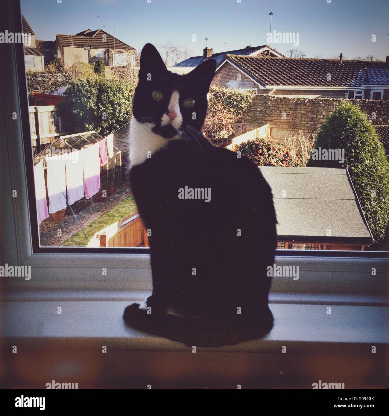 Schwarzweiss-Katze auf der Fensterbank - Smartphone-aufgenommenes Stockfoto